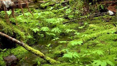 沼泽植物苔藓蕨类植物潮湿的森林曼联州华盛顿状态